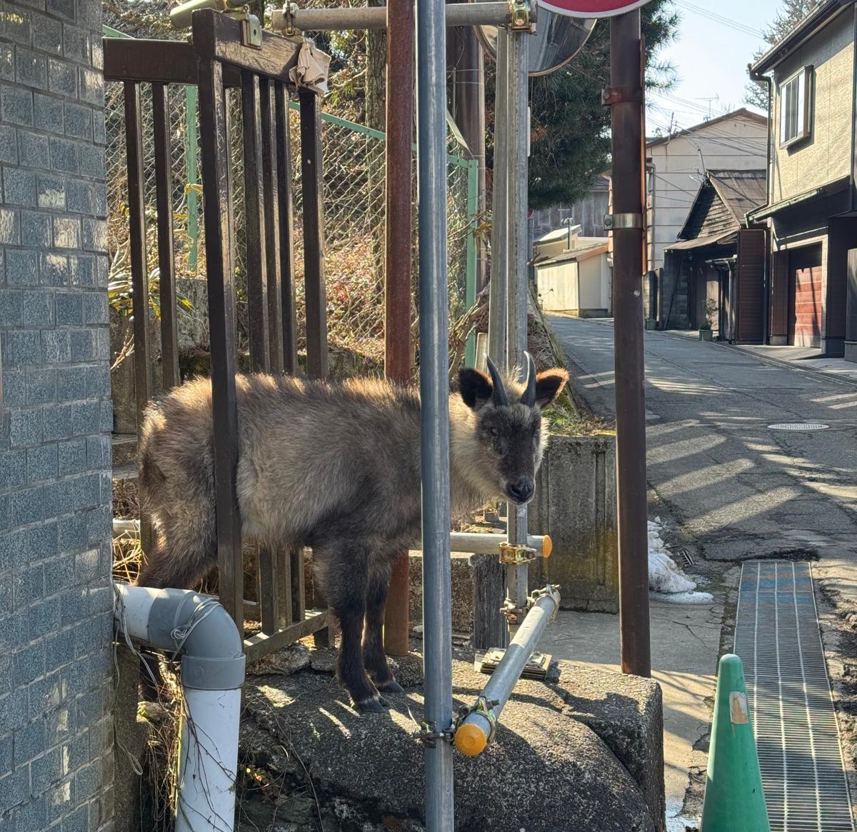Saving a Goat in Japan